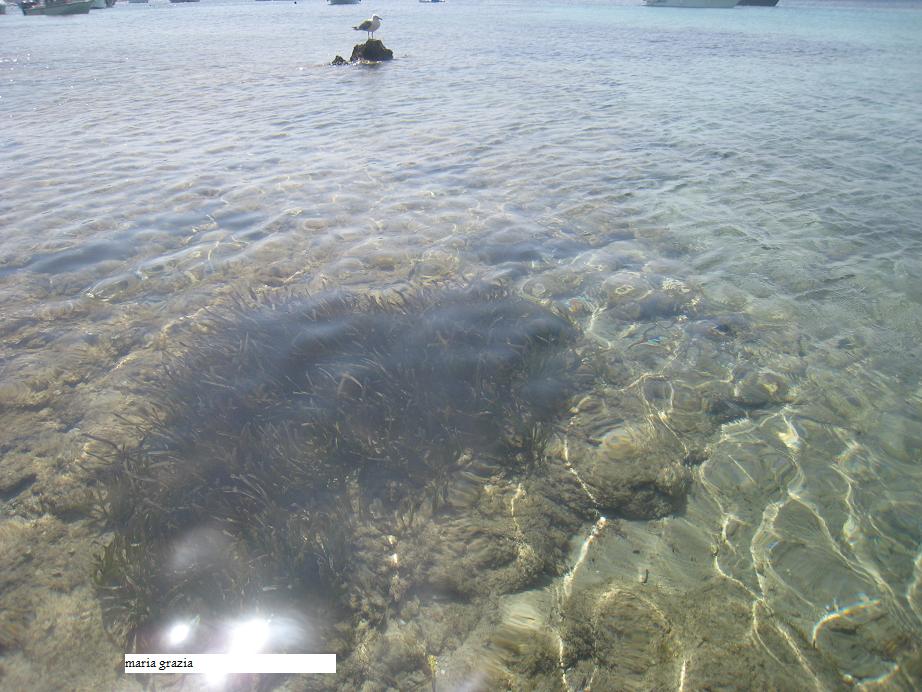 La Posidonia oceanica